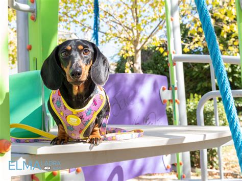 De más bajo a más alto. Dukier: Accesorios originales para perros