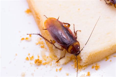 Even One Cockroach Is Too Many In Your Home Proactive Pest Control