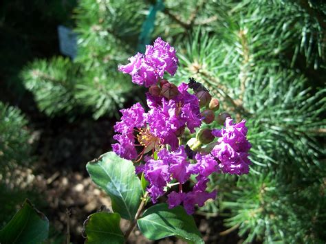 While popularly used as a small flowering tree, new cultivars can be used as ground covers and even as hanging baskets. Crepe Myrtle