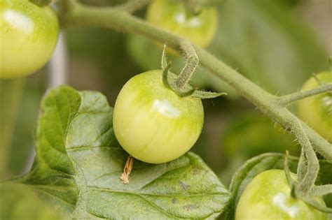 Uns menschen bietet sie den vorteil, dass sie uns anzeigt, wann die frucht reif und nicht mehr giftig ist. ᐅ Tomaten werden nicht rot 🌱 - Warum trotz Sonne? 4 Gründe