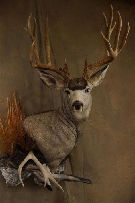 The mule deer (odocoileus hemionus) is a deer whose habitat is in the western half of north america. Muley. | Deer skull mount, Whitetail deer pictures ...