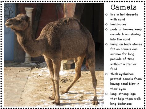 Living things adaptations » animals » structural adaptations. Adaptations - Mrs Russell's Classroom
