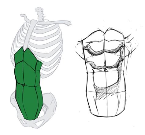 How To Draw The Torso Front View In 2021 How To Draw The Torso Draw