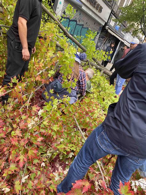 man taken to hospital after branch collapses camden new journal