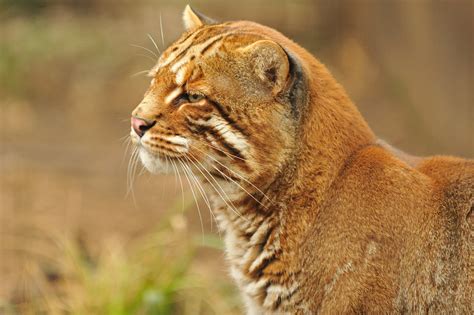 Accustomed to go to the cat toilet.he is playfull with other kittens.he is good behaving when there is other kittens and childern. Asiatic Golden Cat | Anne-Marie Kalus | Flickr
