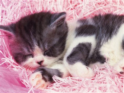 🔥 Download Cute Baby Kittens Hd Wallpaper In Animals Imageci By Graceb