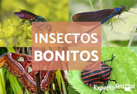 Los Insectos Más Bonitos Del Mundo Características Y Fotos