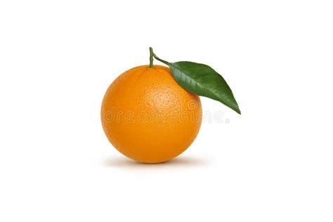 Single Orange On A Clean White Background Stock Photo Image Of Fruit