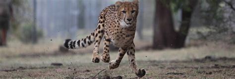 Tunisia · 1 decade ago. Cheetahs, the World's Fastest Land Animal - Safari Adventures