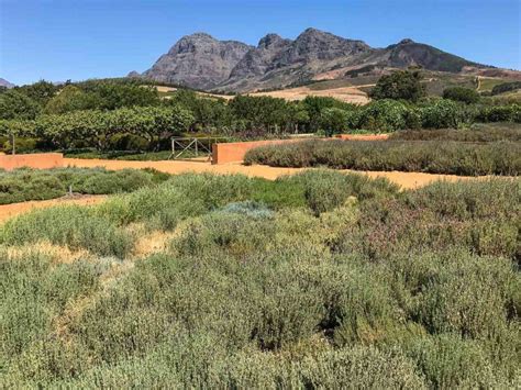 Stunning Franschhoek The Best Base For South Africas Cape Winelands