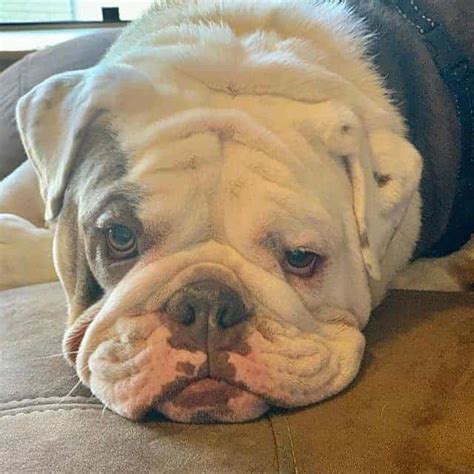 The Full Guide To Caring For An English Bulldogs Skin Dbldkr