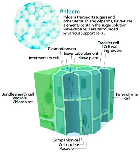 Plant Cell Xylem And Phloem Science Xylem And Phloem Compare And