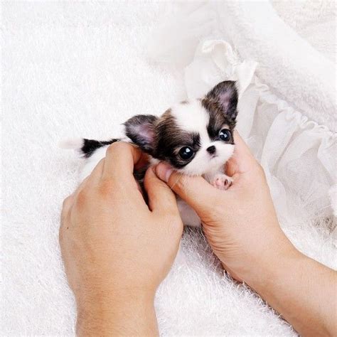 Teacup Chihuahua Tiny Baby Animals Chiwawa Puppies Cute Baby Animals