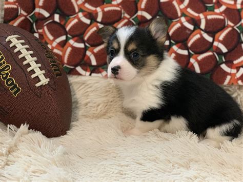 Small but mightly and beloved by royalty, the corgi is lemonsthecorgi: Pembroke Welsh Corgi Puppies For Sale | Brooksville, FL ...
