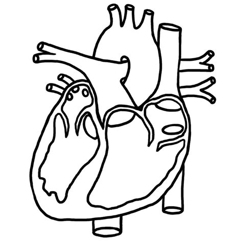 Anatomical Heart Drawing Outline At Getdrawings Free Download