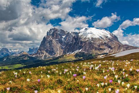 Mountainside Flowers At Dolomites Italy