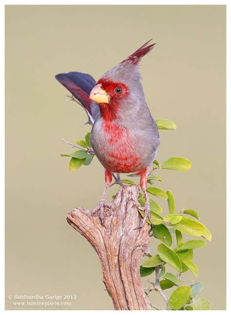Pyrrhuloxia By Siddhardha Garige On 500px Beautiful Birds Animal