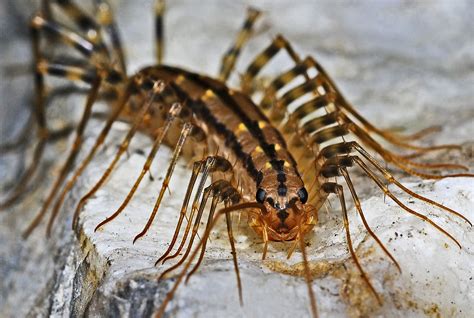 Habits And Traits Of Centipedes Class Chilopoda