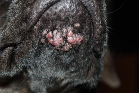 Can Dogs Get Blackheads On Belly