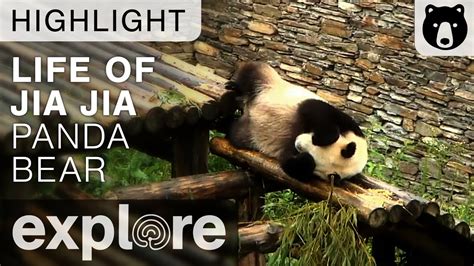Life Of Jia Jia The Panda Gengda Wolong Center Live Cam Highlight