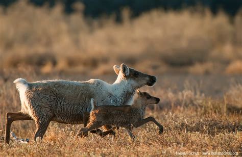 Why You Should Care About The Arctic Refuge Even If You Never Go