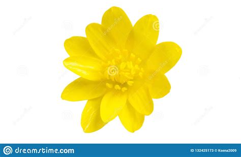 Yellow Spring Flower Isolated Stock Image Image Of Season Spring