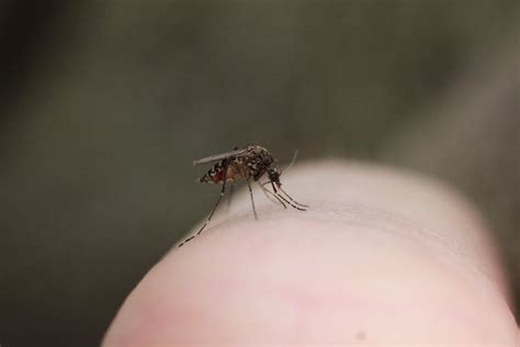 Feel Like Youre A Mozzie Magnet Its True Mosquitoes Prefer To Bite