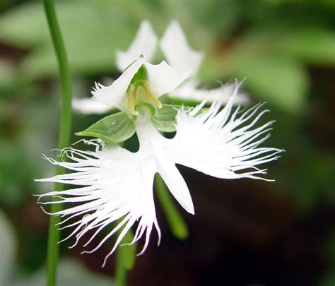 Our Japanese White Egret Orchid In Flower