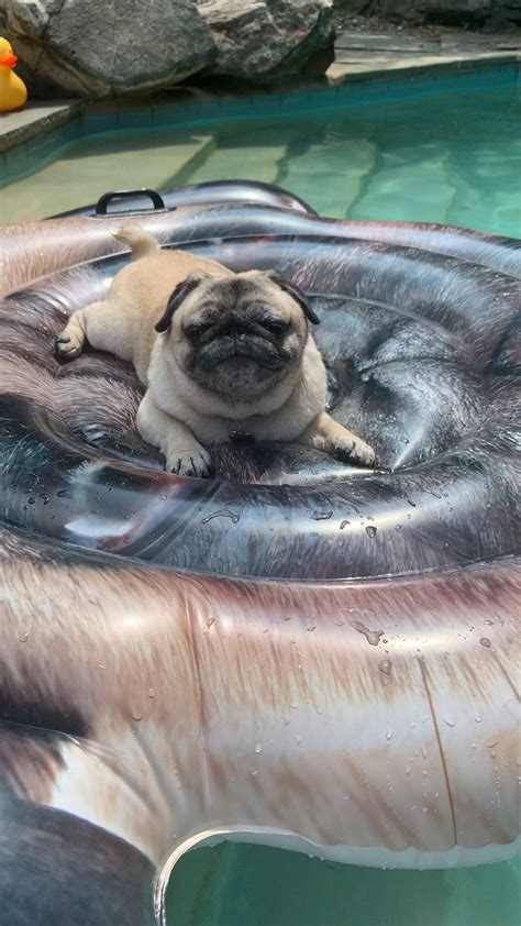 Halleypug Drifting On Pug Pool Float Video Cute Pugs Pugs Funny Pugs