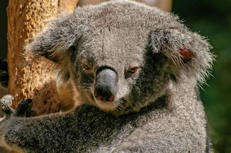 Koala Bear On Tree During Daytime · Free Stock Photo