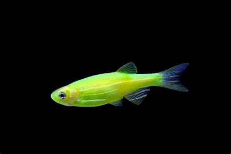 Glofish Electric Green Danio 1 Inch Tampa Bay Cichlids