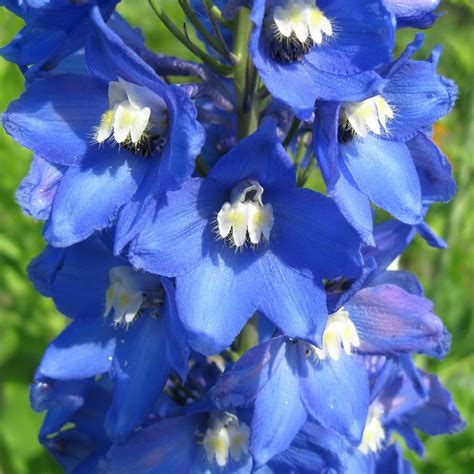 Hosta, flowers, purple, blossoms, hostas, hosta flowers, purple blossoms. Shades & Tints Of Royal Blue