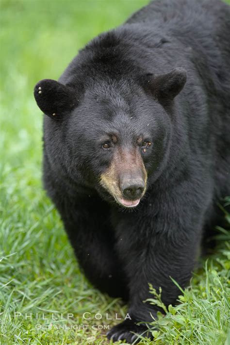 Black Bear Walking In A Grassy Meadow Ursus Americanus Orr Minnesota