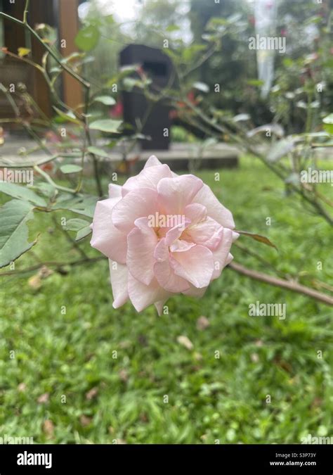Light Pink Rose Stock Photo Alamy