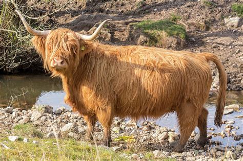 Scottish Highland Cow Photograph By Haley Redshaw Pixels