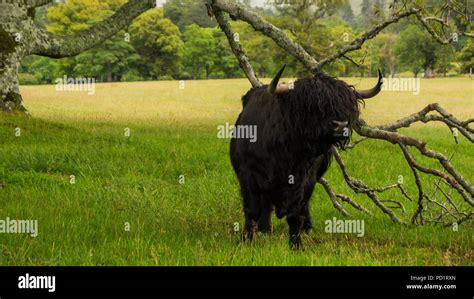 Black Highland Cattle Hi Res Stock Photography And Images Alamy