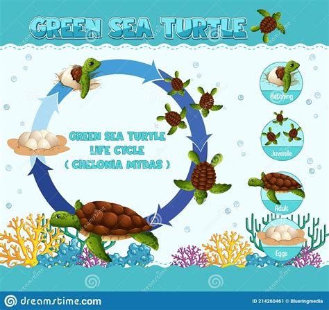 Diagram Showing Life Cycle Of Turtle Stock Vector Illustration Of