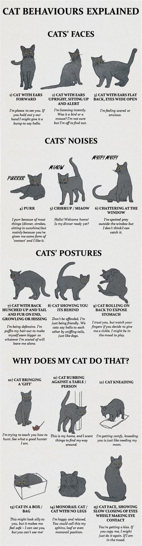 Cat Behaviors Explained In A Chart Animals And Pets Baby Animals