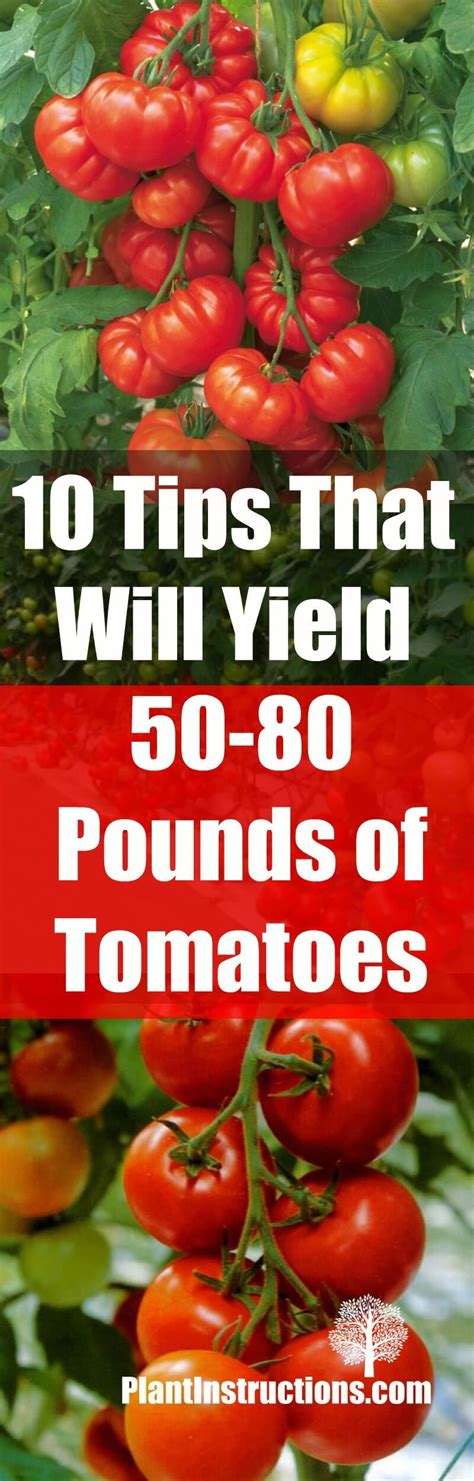 10 Tips That Will Yield A Lot Of Tomatoes 50 80 Pounds Tomato Garden
