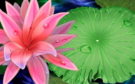 Best Lotus Flower Wallpaper High Quality Nature 2560x1600