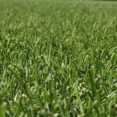Sod university discusses some of the best shade tolerant warm season turfgrass varieties such as palmetto and citrablue st. Kentucky Bluegrass - H&E Sod