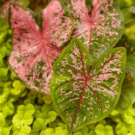 Plant hosta bulbs in fall. caladium and creeping Jenny detail | Shade garden plants ...