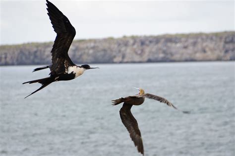 Frigate Bird Chasing A Red Footed Boobie Galápagos Flickr