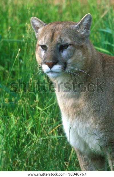 Cougar Posing Grass Stock Photo Edit Now 38048767