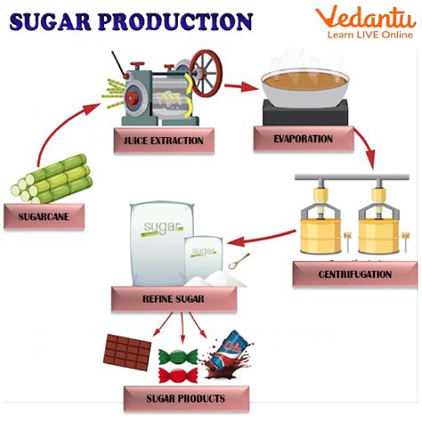 Sugar Processing