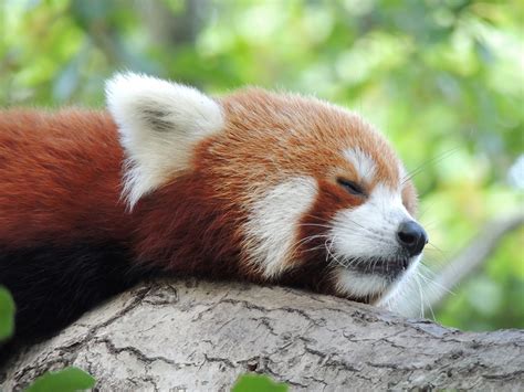 Fullsize Redpandai12 1000×750 Red Panda Red Panda Cute