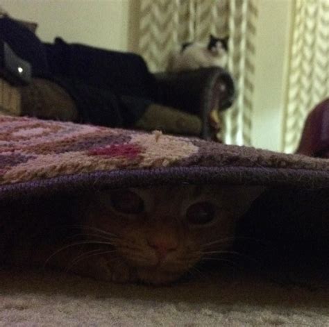 Stealth Mode Activated Stealth Shrink Cats