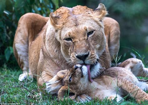 Baby Animals Snuggle Up To Their Mothers In The Wild In Photos From