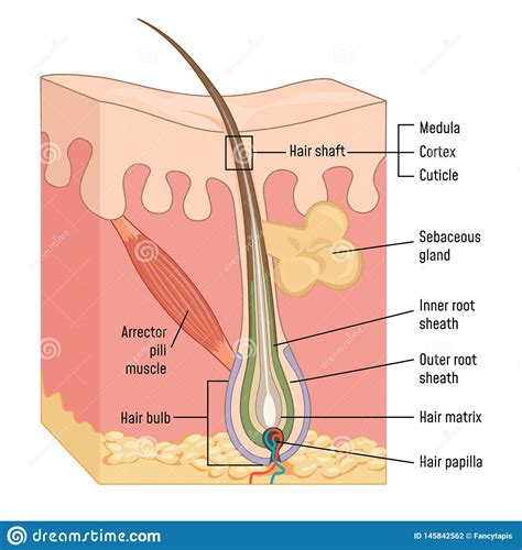 Matrix Diagram Anatomy - Diagram Media