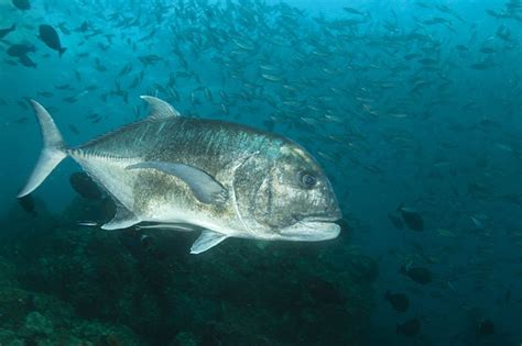 List of marine species in Thailand